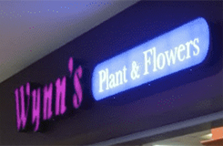 Wynn's Plant and Flowers
